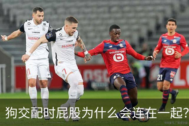 狗交配时屁股为什么会连在一起？是母狗不让，还是公狗不想？